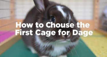 Как выбрать первую клетку для кроликов: советы новичкам