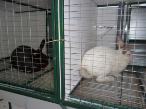 Кролики в клетках