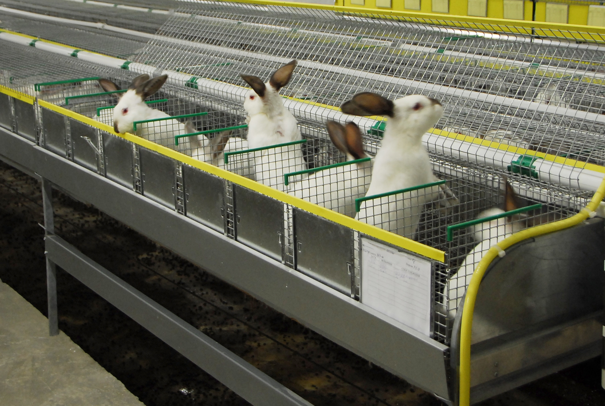 Кроликовая ферма Саки
