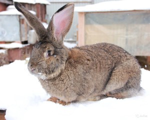 Кролик на снегу