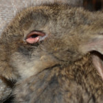 миксоматоз кроликов