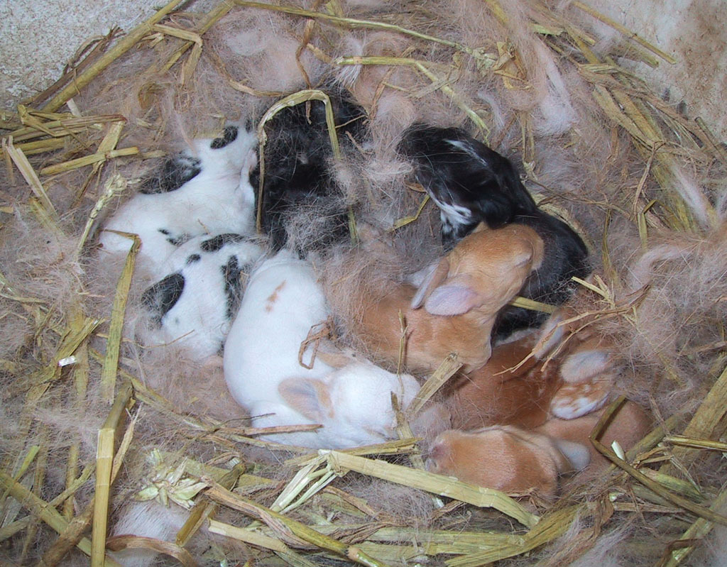 Маленькие крольчата в гнезде