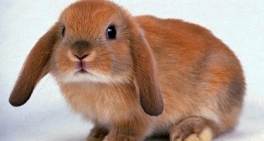 Голландский вислоухий кролик