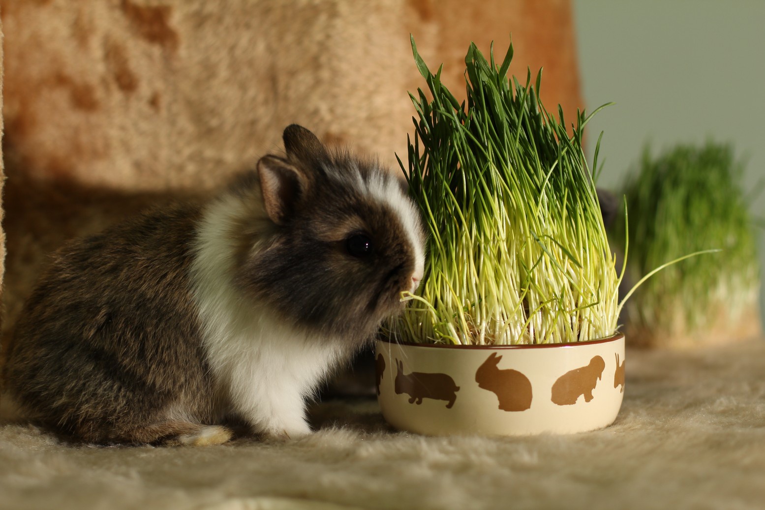 Какую траву декоративным кроликам. Декоративные домашние животные. Декоративный кролик. Зелень для кролика декоративного. Тоава для домашинихживотных.