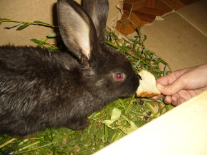 Кормит кролика хлебом