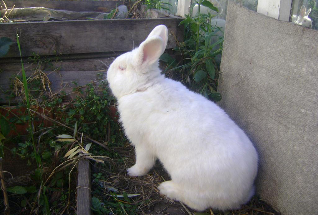 Кроликам можно клубнику. Новозеландская белая порода кроликов. Кролики мясных пород. Новозеландский кролик черный. Новозеландская белая вес.