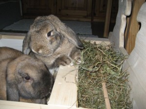 Кролики и сено