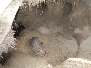 Содержание в ямах кроликов