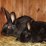 Чёрно-бурый кролик