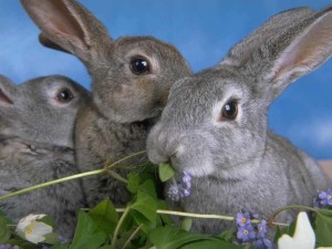 породы кроликов для разведения