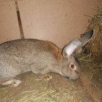 Кролик породы фландр