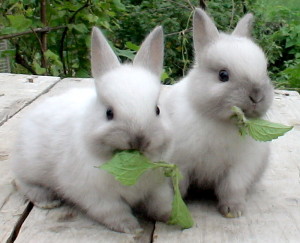 Содержание кроликов