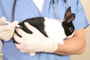 Вакцинация кролика