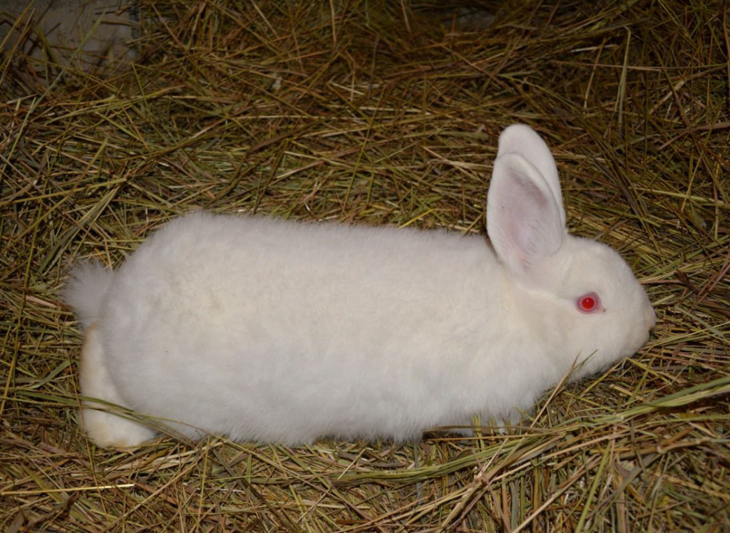 Новозеландские кролики - белая порода
