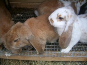 Разведение кроликов баран