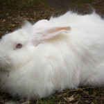 Ангорский пуховой кролик