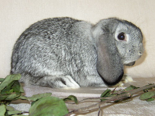 кролик породы Баран карликовый