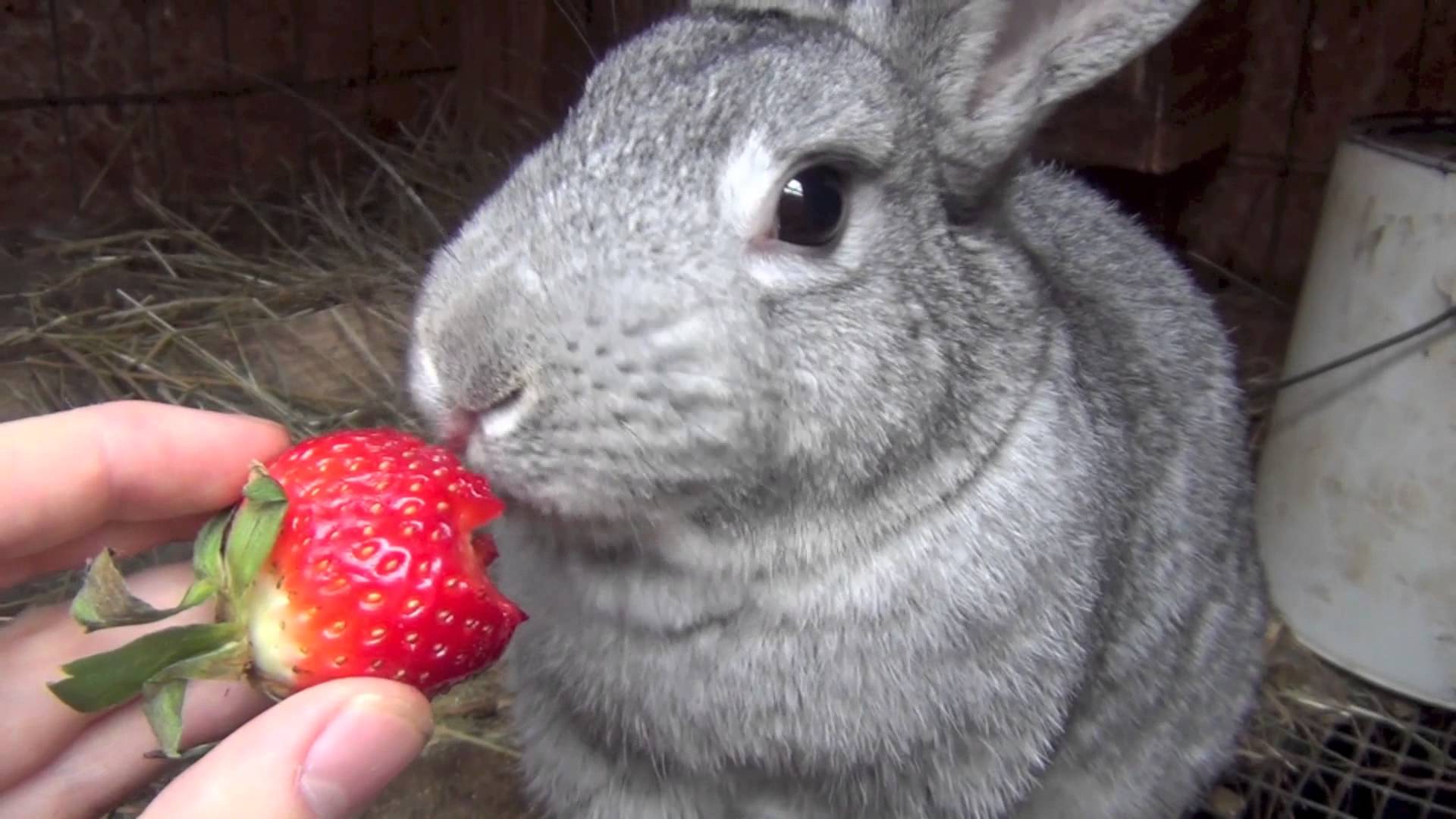 Кроликам можно клубнику. Заяц с клубникой. Что едят кролики.
