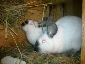 Солома для кроликов