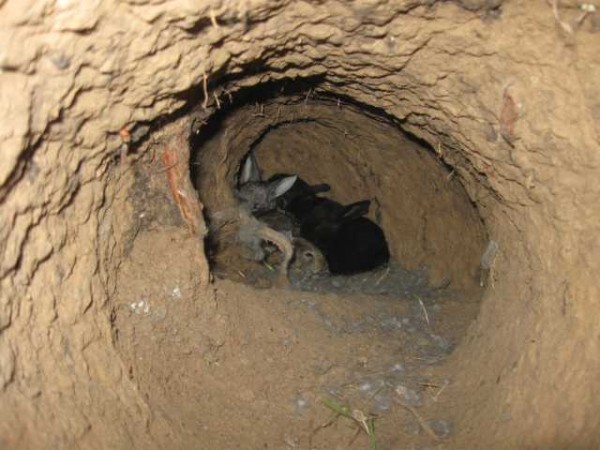 кролики в ямах