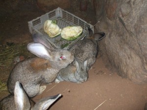 Разведение кроликов в ямах и норах