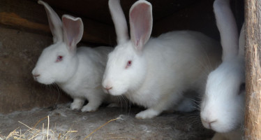 Кролиководство в домашних условиях