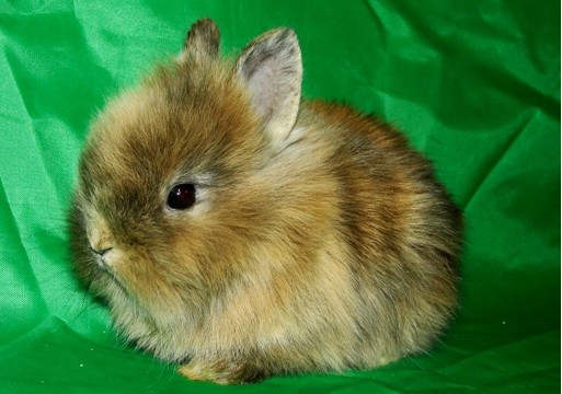 японский карликовый кролик