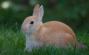 Фото кролика