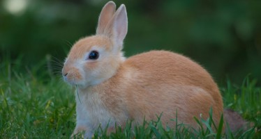 Фото кролика