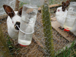 выращивание кроликов