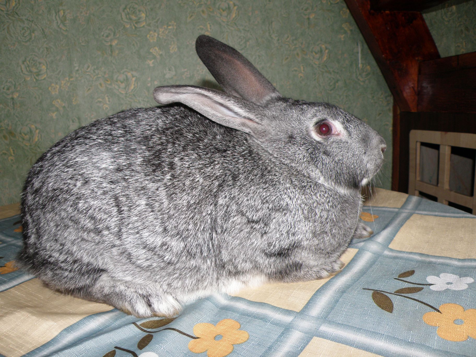 Виды домашних кроликов с фото и названиями