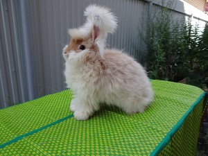 Ангорский пуховый кролик