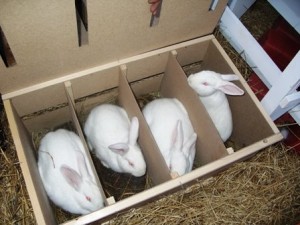 Разведение кроликов на мясо