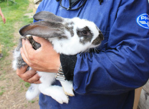 Кролик на руках