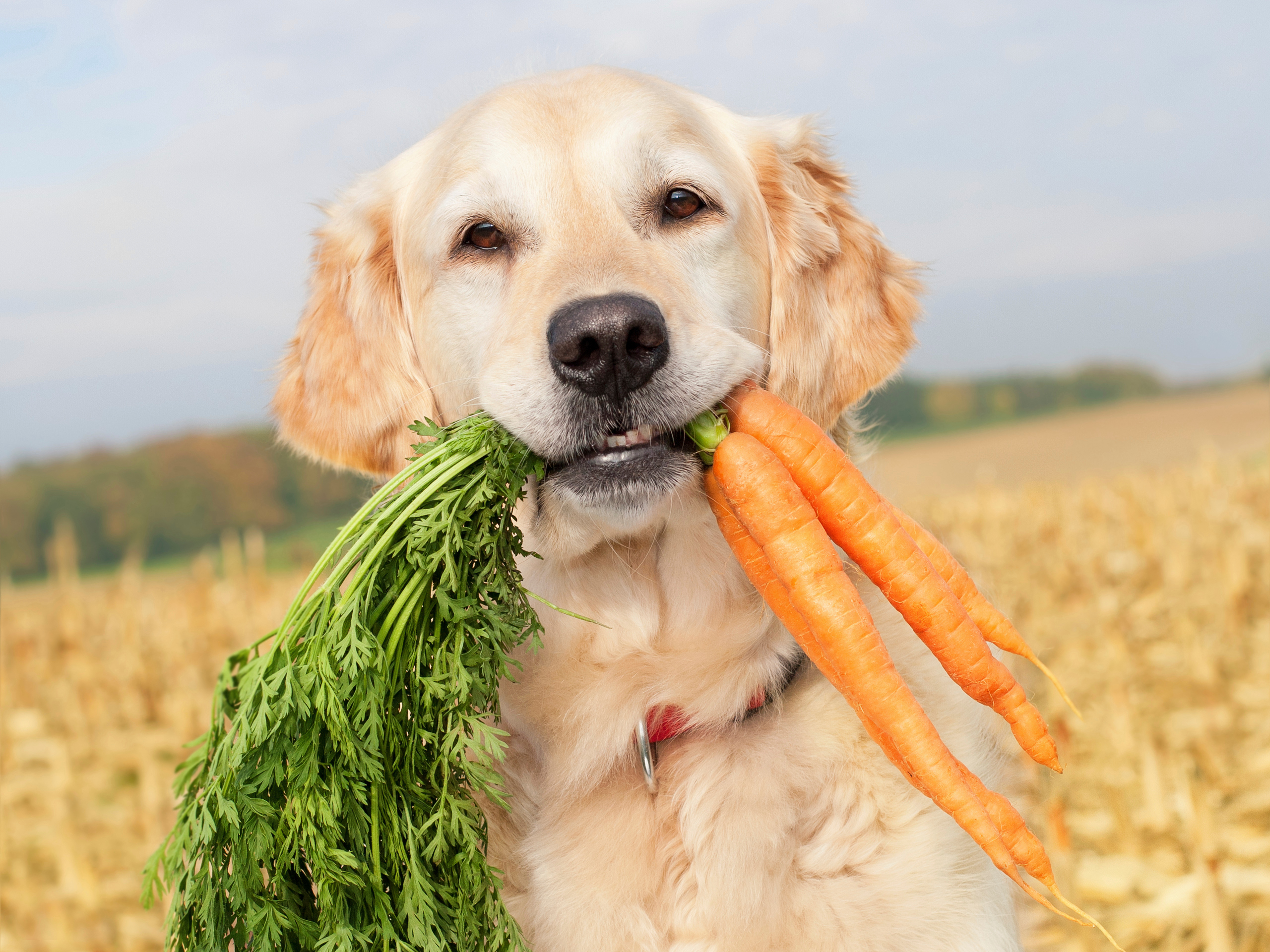 Собакам давать мандарины. Здоровые животные. Животные и еда. Диетотерапия животных. Витамины для собак.