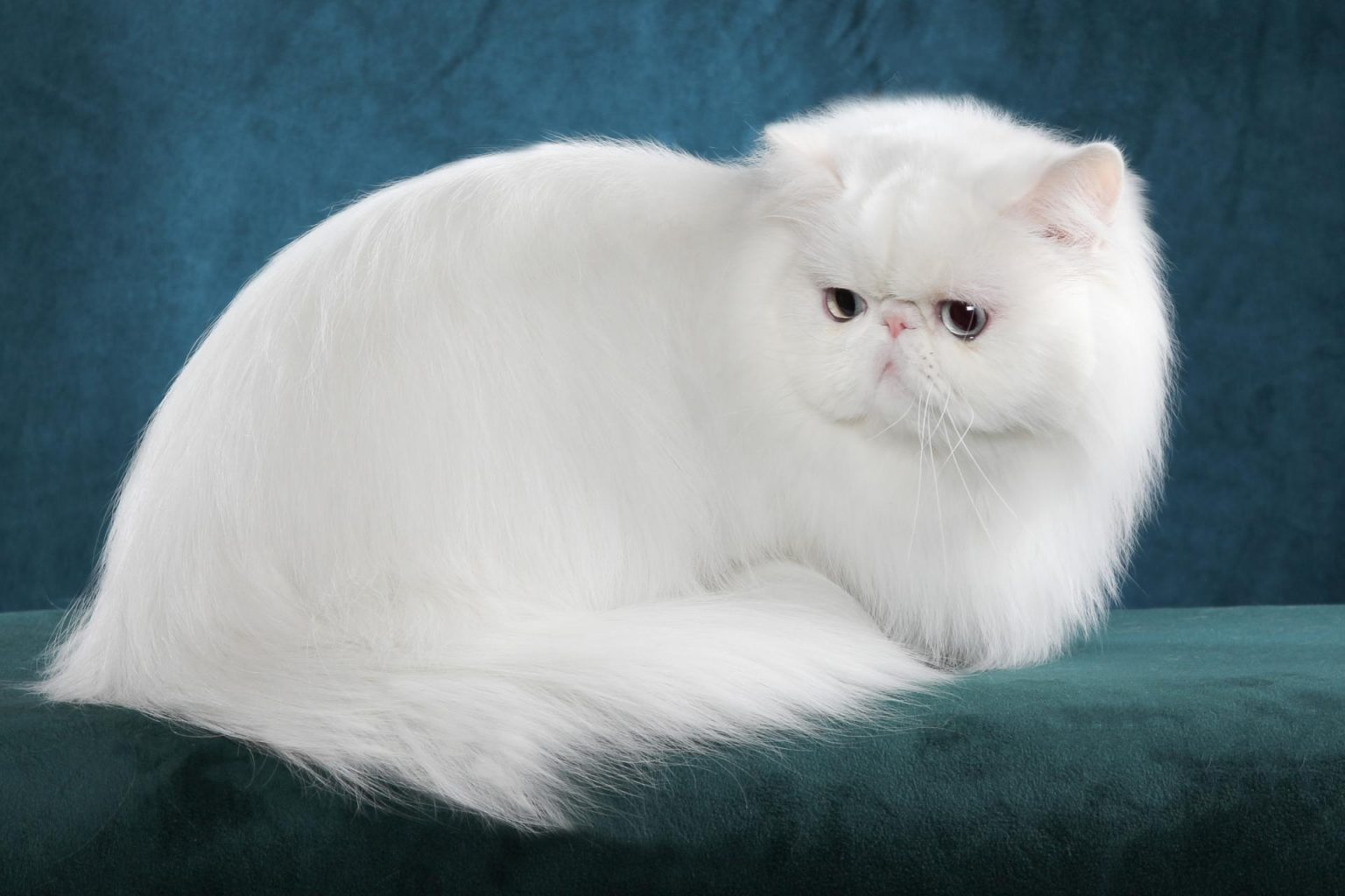 Фото кошки персидской кошки