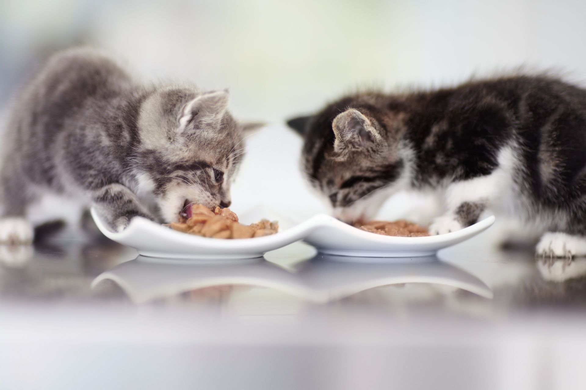 Чем кормить 5 котят. Котенок кушает. Котенок завтракает. Котенок ест корм. Еда для котят.