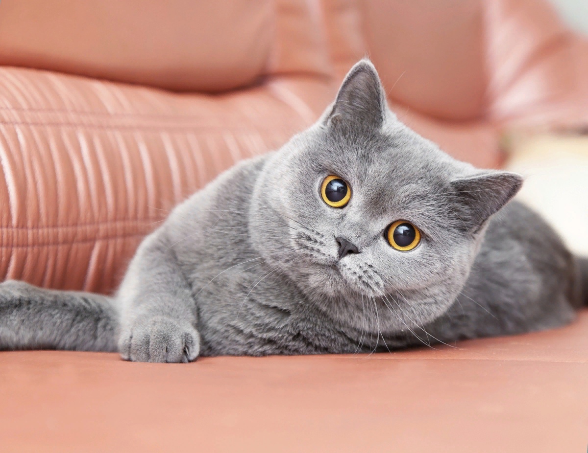 Фотографии породы британских кошек. Британская короткошёрстная кошка. Британский короткошерстный кот серый. Британская кошка короткошерстная серая. Британская короткошёрстная кошка прямоухая.