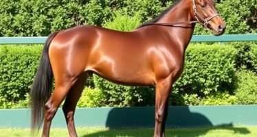 Награды и признание: достижения заводчиков