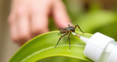 Обработка от блох и клещей: безопасные средства