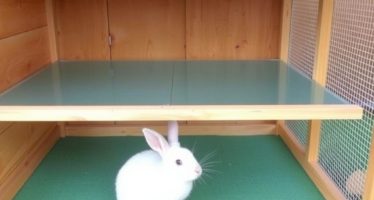 Обустройство крольчатника: от пола до вентиляции — как превратить обычную клетку в дом для ваших крольчат