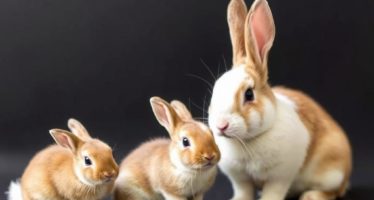 Развитие крольчат по дням: этапы роста от рождения до самостоятельности