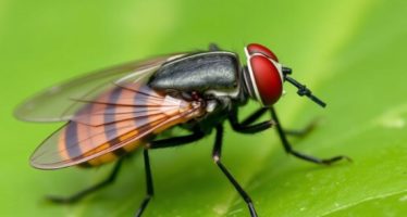 Борьба с насекомыми: мухи, клещи, блохи — практический путь к чистоте дома и безопасности семьи