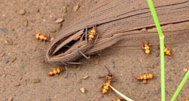 Борьба с насекомыми в крольчатнике: как сохранить здоровье кроликов и повысить продуктивность хозяйства