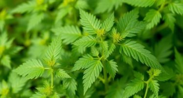 Крапива в рационе: витаминная подкормка
