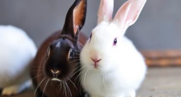 Кролики на мясо: лучшие мясные породы