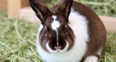 Сено для кроликов: какое и как заготавливать — практическое руководство для заботливых хозяев