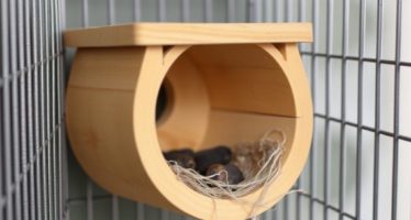 Гнездовое отделение в клетке: как оборудовать