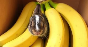 Бананы для кроликов: лакомство или вред — как безопасно баловать и не навредить