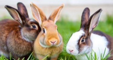 Совместное содержание кроликов: плюсы и минусы